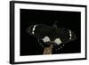 Papilio Aegeus (Orchard Swallowtail Butterfly, Large Citrus Butterfly) - Male-Paul Starosta-Framed Photographic Print