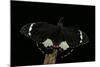 Papilio Aegeus (Orchard Swallowtail Butterfly, Large Citrus Butterfly) - Male-Paul Starosta-Mounted Photographic Print