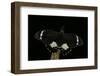 Papilio Aegeus (Orchard Swallowtail Butterfly, Large Citrus Butterfly) - Male-Paul Starosta-Framed Photographic Print