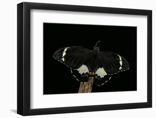 Papilio Aegeus (Orchard Swallowtail Butterfly, Large Citrus Butterfly) - Male-Paul Starosta-Framed Photographic Print