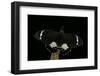 Papilio Aegeus (Orchard Swallowtail Butterfly, Large Citrus Butterfly) - Male-Paul Starosta-Framed Photographic Print