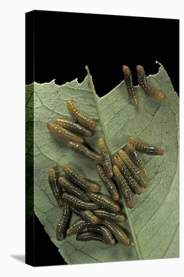 Papilio Anchisiades (Ruby-Spotted Swallowtail) - Caterpillars-Paul Starosta-Stretched Canvas