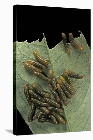Papilio Anchisiades (Ruby-Spotted Swallowtail) - Caterpillars-Paul Starosta-Stretched Canvas