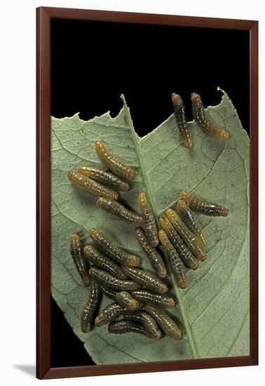 Papilio Anchisiades (Ruby-Spotted Swallowtail) - Caterpillars-Paul Starosta-Framed Photographic Print