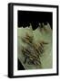 Papilio Anchisiades (Ruby-Spotted Swallowtail) - Caterpillars-Paul Starosta-Framed Photographic Print