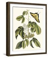 Papilio Antilochus-Marc Catesby-Framed Giclee Print