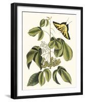 Papilio Antilochus-Marc Catesby-Framed Giclee Print