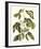 Papilio Antilochus-Marc Catesby-Framed Giclee Print