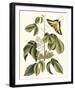 Papilio Antilochus-Marc Catesby-Framed Giclee Print