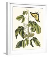 Papilio Antilochus-Marc Catesby-Framed Giclee Print