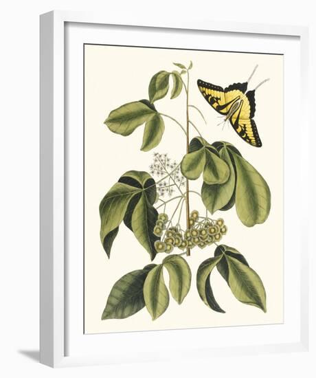 Papilio Antilochus-Marc Catesby-Framed Giclee Print