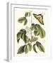 Papilio Antilochus-Marc Catesby-Framed Giclee Print