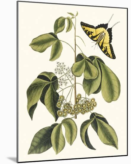 Papilio Antilochus-Marc Catesby-Mounted Giclee Print