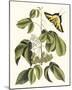Papilio Antilochus-Marc Catesby-Mounted Giclee Print