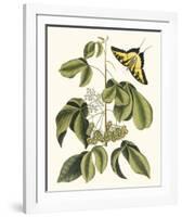 Papilio Antilochus-Marc Catesby-Framed Giclee Print