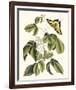 Papilio Antilochus-Marc Catesby-Framed Giclee Print