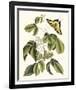 Papilio Antilochus-Marc Catesby-Framed Giclee Print