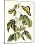 Papilio Antilochus-Marc Catesby-Mounted Giclee Print