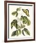 Papilio Antilochus-Marc Catesby-Framed Giclee Print