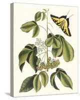 Papilio Antilochus-Marc Catesby-Stretched Canvas