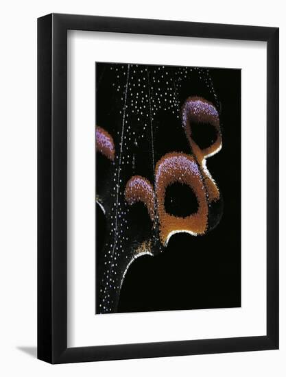 Papilio Arcturus (Blue Peacock) - Wings Detail-Paul Starosta-Framed Premium Photographic Print