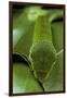 Papilio Bianor (Chinese Peacock Butterfly) - Caterpillar-Paul Starosta-Framed Photographic Print