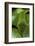 Papilio Bianor (Chinese Peacock Butterfly) - Caterpillar-Paul Starosta-Framed Photographic Print