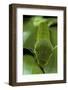 Papilio Bianor (Chinese Peacock Butterfly) - Caterpillar-Paul Starosta-Framed Photographic Print