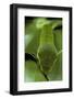 Papilio Bianor (Chinese Peacock Butterfly) - Caterpillar-Paul Starosta-Framed Photographic Print