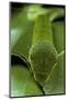 Papilio Bianor (Chinese Peacock Butterfly) - Caterpillar-Paul Starosta-Mounted Photographic Print