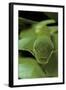 Papilio Bianor (Chinese Peacock Butterfly) - Caterpillar-Paul Starosta-Framed Photographic Print