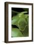 Papilio Bianor (Chinese Peacock Butterfly) - Caterpillar-Paul Starosta-Framed Photographic Print