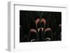 Papilio Bianor (Chinese Peacock Butterfly) - Wings Detail-Paul Starosta-Framed Photographic Print