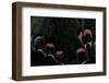 Papilio Bianor (Chinese Peacock Butterfly) - Wings Detail-Paul Starosta-Framed Photographic Print