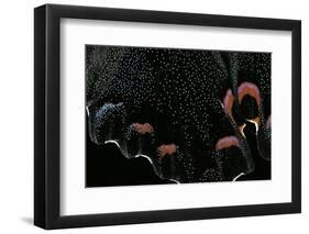 Papilio Bianor (Chinese Peacock Butterfly) - Wings Detail-Paul Starosta-Framed Photographic Print