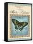 Papilio Blumei-Gregory Gorham-Framed Stretched Canvas