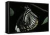 Papilio Clytia (Common Mime Swallowtail)-Paul Starosta-Framed Stretched Canvas