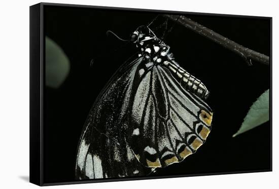 Papilio Clytia (Common Mime Swallowtail)-Paul Starosta-Framed Stretched Canvas