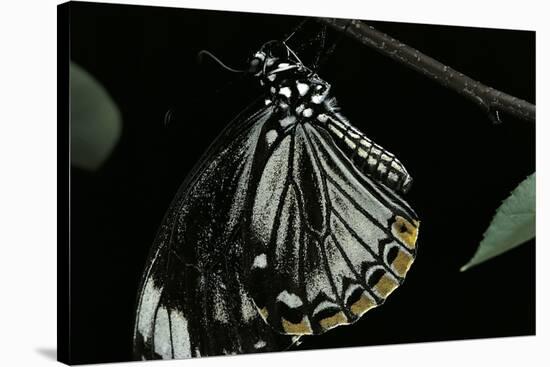 Papilio Clytia (Common Mime Swallowtail)-Paul Starosta-Stretched Canvas