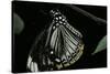 Papilio Clytia (Common Mime Swallowtail)-Paul Starosta-Stretched Canvas