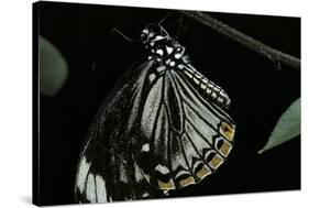 Papilio Clytia (Common Mime Swallowtail)-Paul Starosta-Stretched Canvas