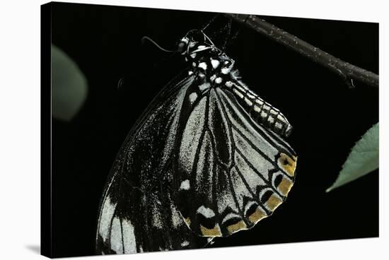 Papilio Clytia (Common Mime Swallowtail)-Paul Starosta-Stretched Canvas