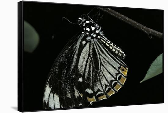 Papilio Clytia (Common Mime Swallowtail)-Paul Starosta-Framed Stretched Canvas
