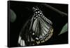 Papilio Clytia (Common Mime Swallowtail)-Paul Starosta-Framed Stretched Canvas