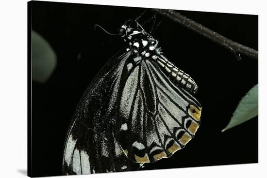 Papilio Clytia (Common Mime Swallowtail)-Paul Starosta-Stretched Canvas