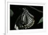 Papilio Clytia (Common Mime Swallowtail)-Paul Starosta-Framed Photographic Print