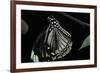 Papilio Clytia (Common Mime Swallowtail)-Paul Starosta-Framed Photographic Print