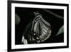 Papilio Clytia (Common Mime Swallowtail)-Paul Starosta-Framed Photographic Print