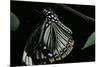 Papilio Clytia (Common Mime Swallowtail)-Paul Starosta-Mounted Photographic Print
