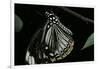 Papilio Clytia (Common Mime Swallowtail)-Paul Starosta-Framed Photographic Print